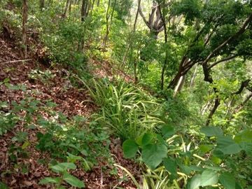 Tanah kebon kosong di pinggir jalan utama provinsi seririt singaraja