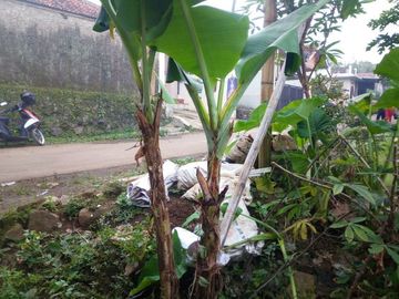 22 Tumbak Tanah Siap Bangun, Dekat Kantor DPRD, Cijamil, Ngamprah, Bandung Barat.