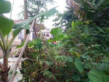 22 Tumbak Tanah Siap Bangun, Dekat Kantor DPRD, Cijamil, Ngamprah, Bandung Barat.