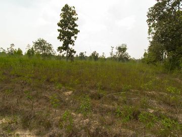 36 rai highland Trakan Ubon Ratchathani Thailand