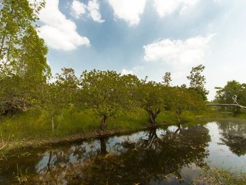 36 rai highland Trakan Ubon Ratchathani Thailand