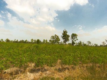 36 rai highland Trakan Ubon Ratchathani Thailand