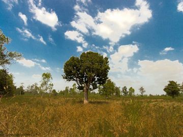 36 rai highland Trakan Ubon Ratchathani Thailand