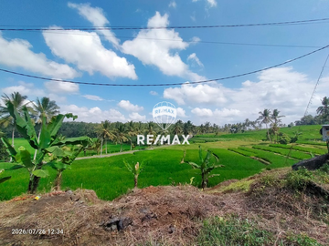 DIJUAL TANAH KEBUN SAWAH PRODUKTIF – DS.GUMUK, LICIN- BANYUWANGI