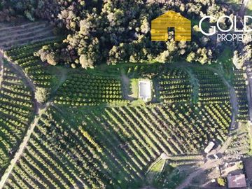 Sitio en Venta en Parcela La Cruz - Lo Roja / plantación limones