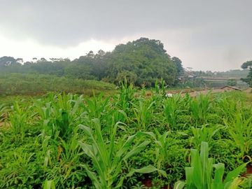 Tanah murah 2ha Tanjungsari Sumedang 6jt per tumbak