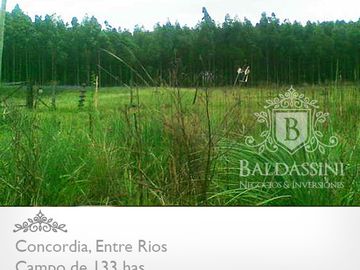 CAMPO DE 133 HAS. EN CONCORDIA - ENTRADA POR ASFALTO - CERCA DE LA CIUDAD - LINDERO AL RÍO YUQUERI GRANDE
