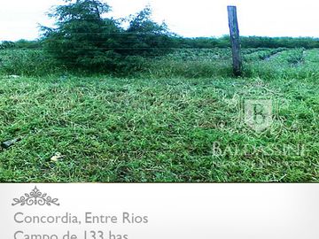 CAMPO DE 133 HAS. EN CONCORDIA - ENTRADA POR ASFALTO - CERCA DE LA CIUDAD - LINDERO AL RÍO YUQUERI GRANDE