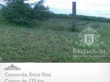 CAMPO DE 133 HAS. EN CONCORDIA - ENTRADA POR ASFALTO - CERCA DE LA CIUDAD - LINDERO AL RÍO YUQUERI GRANDE