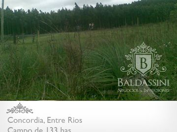 CAMPO DE 133 HAS. EN CONCORDIA - ENTRADA POR ASFALTO - CERCA DE LA CIUDAD - LINDERO AL RÍO YUQUERI GRANDE