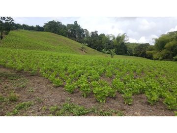 SE VENDE FINCA EN PUEBLO TAPAO