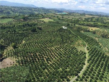 SE VENDE FINCA EN PUEBLO TAPAO