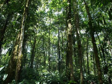 OPORTUNIDAD REMATE MINDO para Inversionistas, ideal para proyecto turístico, cerca Mashpi Lodge