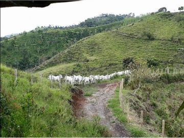 VENTA DE FINCA EN VEREDA PARAMILLO,FRESNO TOLIMA