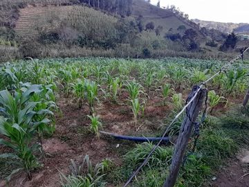 Venta Finca Agropecuaria Concepción Antioquia