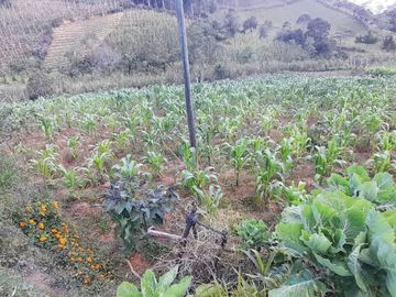 Venta Finca Agropecuaria Concepción Antioquia