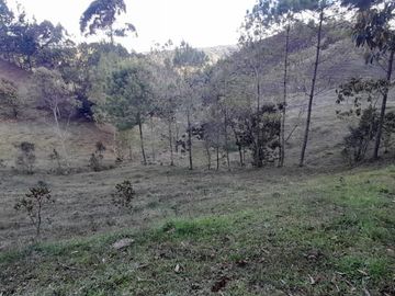 Venta Finca Agropecuaria Concepción Antioquia