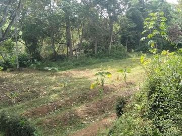 Tanah ngargoyoso 1400m 275jt