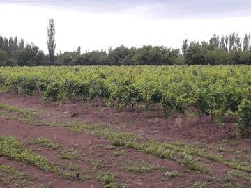 CASA QUINTA CON FINCA 12 HA