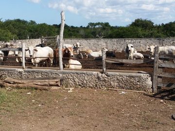 RANCHO EN VENTA, ENTRE PANABA Y SAN FCO., EN YALSIJON, YUCATAN