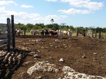 RANCHO EN VENTA, ENTRE PANABA Y SAN FCO., EN YALSIJON, YUCATAN