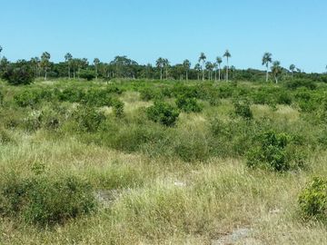 RANCHO EN VENTA, ENTRE PANABA Y SAN FCO., EN YALSIJON, YUCATAN