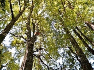Agrícola en Venta en Camino los lagos
