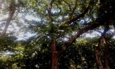 197 SQM AFFORDABLE CORNER LOT for Sale in GREENWOODS SUBDIVISION near Talamban Cebu City