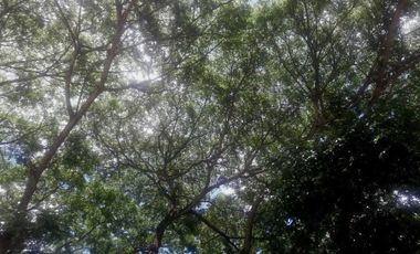 197 SQM AFFORDABLE CORNER LOT for Sale in GREENWOODS SUBDIVISION near Talamban Cebu City