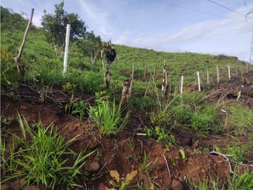 VENTA DE TERRENO EN VERAGUAS PARA GANADERIA