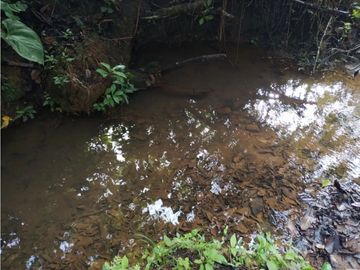 VENTA DE TERRENO EN VERAGUAS PARA GANADERIA