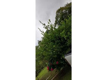 VENDO CASA CON TERRENO DE 2000M2 EN SANTO DOMINGO