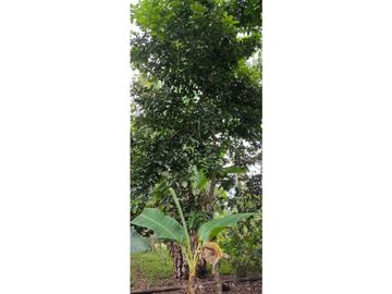 VENDO CASA CON TERRENO DE 2000M2 EN SANTO DOMINGO
