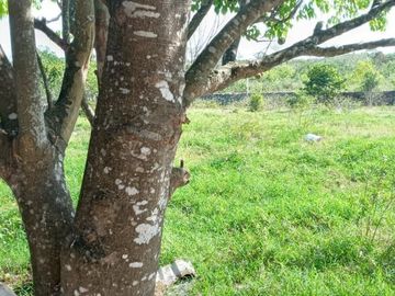 Rancho en Venta, 218 Has en Sucila, Yucatán