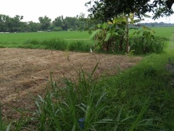 DIJUAL TANAH WRINGINANOM GRESIK