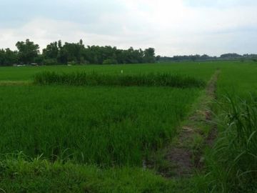 DIJUAL TANAH WRINGINANOM GRESIK