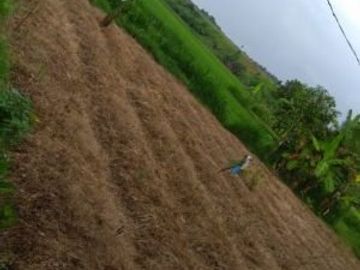 DIJUAL TANAH WRINGINANOM GRESIK
