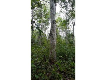 VENDO FINCA DE OPORTUNIDAD EN LA RUTA SPONDILLUS (LAS NUÑEZ)