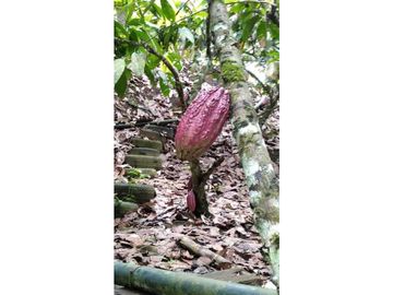 VENDO FINCA DE OPORTUNIDAD EN LA RUTA SPONDILLUS (LAS NUÑEZ)