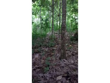 VENDO FINCA DE OPORTUNIDAD EN LA RUTA SPONDILLUS (LAS NUÑEZ)