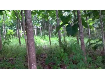VENDO FINCA DE OPORTUNIDAD EN LA RUTA SPONDILLUS (LAS NUÑEZ)