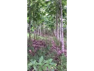 VENDO FINCA DE OPORTUNIDAD EN LA RUTA SPONDILLUS (LAS NUÑEZ)