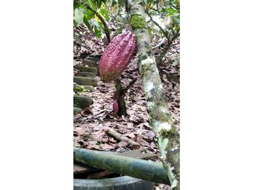 VENDO FINCA DE OPORTUNIDAD EN LA RUTA SPONDILLUS (LAS NUÑEZ)