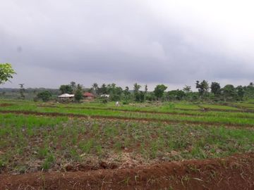 Jual Cepat Tanah Persawahan 20 Ha Di Ciracap Kota Sukabumi