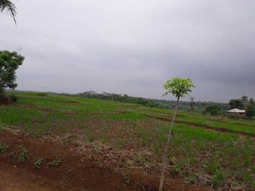 Jual Cepat Tanah Persawahan 20 Ha Di Ciracap Kota Sukabumi