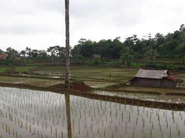 Jual Cepat Tanah Persawahan 20 Ha Di Ciracap Kota Sukabumi