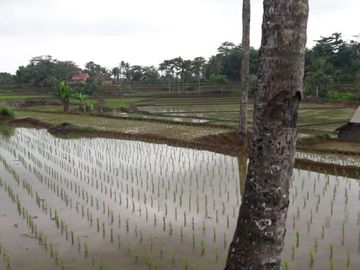 Jual Cepat Tanah Persawahan 20 Ha Di Ciracap Kota Sukabumi