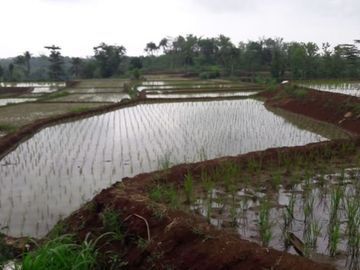 Jual Cepat Tanah Persawahan 20 Ha Di Ciracap Kota Sukabumi