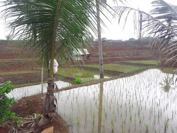 Jual Cepat Tanah Persawahan 20 Ha Di Ciracap Kota Sukabumi