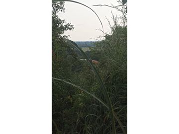 MAGNIFICO RANCHO A ORILLA DE CARRETERA EN TONALÀ